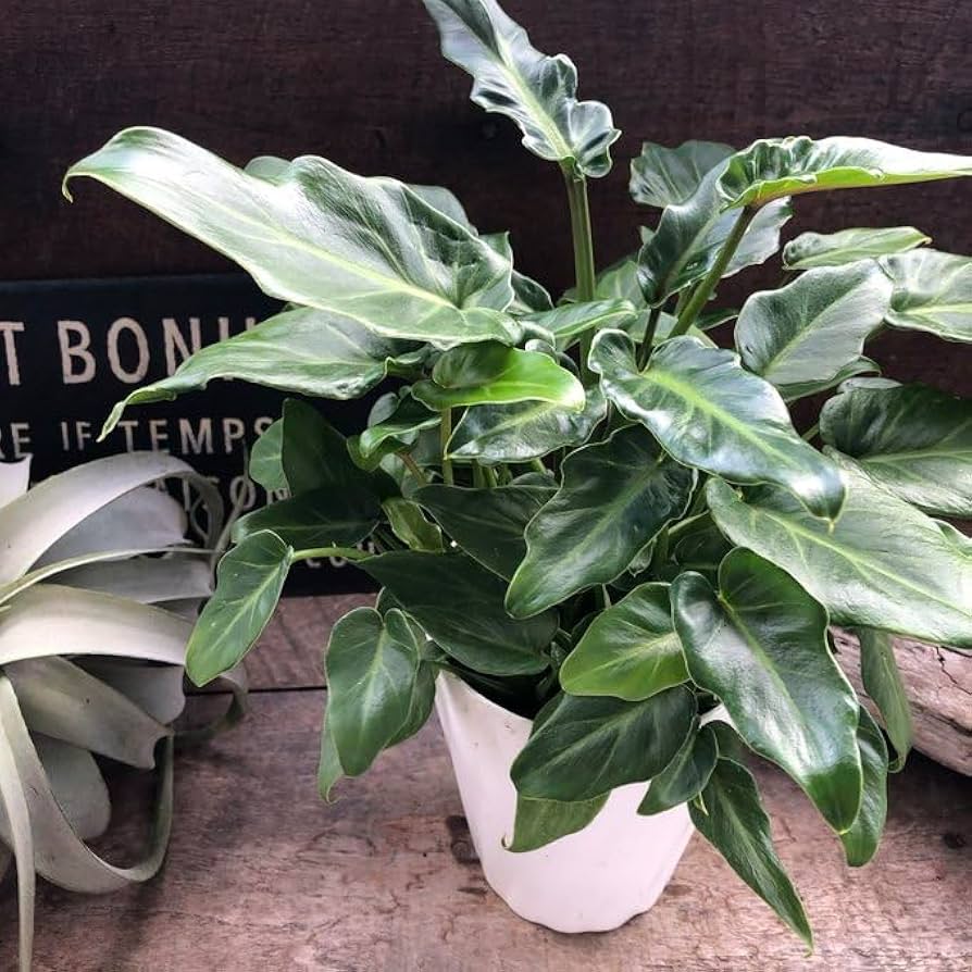 ④極上希少品！幹・根上りタイプのフェロデンドロン・クッカバラ ④極上希少品！幹・根上りタイプのフェロデンドロン・クッカバラ